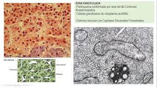 Histología del sistema endocrino III Glándula suprarrenal páncreas endocrino Dra Minaret Sandrea [upl. by Uriiah]