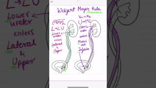 WeigertMeyer rule mnemonic [upl. by Deaner]