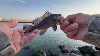 Fishing At Shark River Inlet  Belmar New Jersey [upl. by Divad]