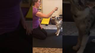 Teaching a chin rest target to a puppy [upl. by Cecilla]