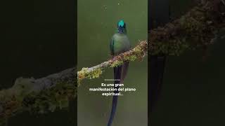 La leyenda del Colibrí 📸 créditos duendesavalon colibrí colibríes [upl. by Samoht]