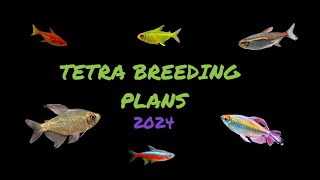 Breeding Tetras stage one [upl. by Ateuqirne363]