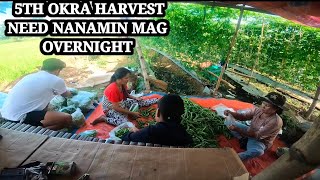 5TH OKRA HARVEST SULONG NG DALAWA BUNDLE MAGANDANG BALITA KAYA NEED NA NAMIN MAGOVERNIGHT [upl. by Ardnaik]