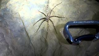 Huge Cave Spider [upl. by Chaddy]