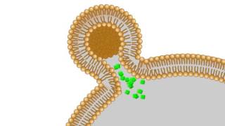 A model of the interaction between your cells and liposomes [upl. by Natale]