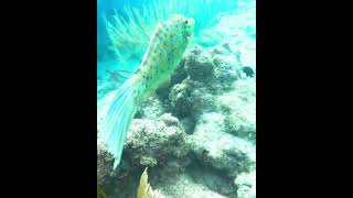 Scrawled Filefish filefish scrawledfilefish coralreef underwater fish [upl. by Bostow]