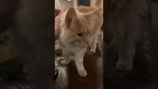 Maine Coon cat says a quick quotHelloquot [upl. by Inoliel]