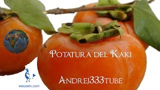 Botanica e giardinaggio  Potatura cachi Diospyros kaki tecniche di potatura alberi da frutto [upl. by Hake547]