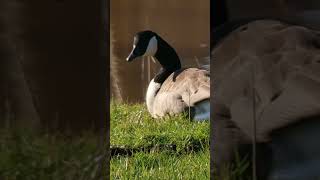 Canadian Goose nickname quotThe Hissing Cobra Chickenquot [upl. by Ronal]