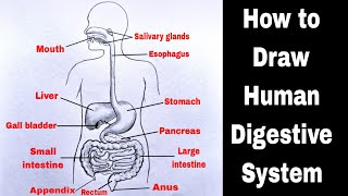 Human Digestive System Drawing  How to Draw Human Digestive System Diagram  मानव पाचन तंत्र चित्र [upl. by Bertasi]