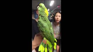 《鹦鹉說話大合集》 鹦鹉好聰明！好可愛！好搞笑！ Parrot [upl. by Anderea352]