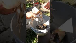 November 2 2024 Dungeness crab opening day in bodega bay California [upl. by Ahse]