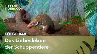 Die Spannung steigt Folge Folge 848  Elefant Tiger amp Co  MDR [upl. by Danielle728]