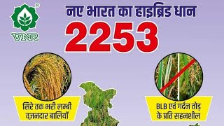 VNR SEEDS Hybrid paddy 2253 farmer feedback [upl. by Nej]