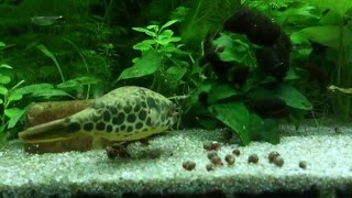 Leopardkugelfisch  Spotted congo puffer 9 [upl. by Azaleah400]