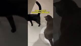 Claramente eles precisam de instrutor nessa MIAUTOESCOLA 🤣gatos trigatos theycantalk [upl. by Luthanen780]