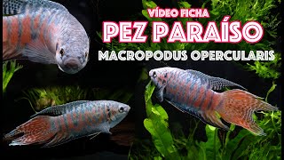 Pez 🐟 paraíso  Macropodus opercularis  Vídeo ficha 🎥 [upl. by Notfilc877]