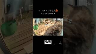 グレちゃんVS毛玉🧶cat ねこ ねこのいる生活 保護猫 猫 長毛猫 毛玉 サイベリアン 猫のいる暮らし キジトラ 野良猫 [upl. by Ynor]