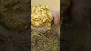 My biggest gold find goldhunter golddiscovery [upl. by Fafa]