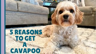 5 REAL Reasons You Should Get a Cavapoo 🐶  What You Need to Know [upl. by Butler]