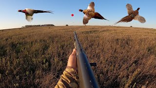 Pheasant Hunting Opening Day in South Dakota CATCH CLEAN COOK [upl. by Codie]