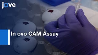 In ovo CAM Assay  Xenograft Model of Hepatocellular Carcinoma  Protocol Preview [upl. by Yelnet]