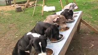 Puppy Hill Great Danes dinnertime  SDP [upl. by Rainah773]