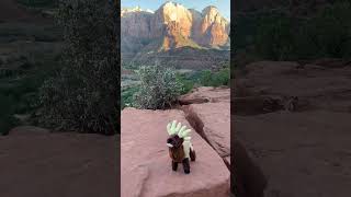 Elkline’s photo shoot part 4 Zion Mountains animal landscape [upl. by Zoila185]