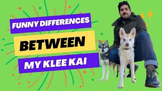 Funny Differences Between My Alaskan Klee Kai Dogs [upl. by Barbie]