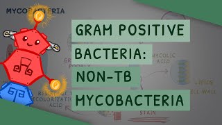 Gram Positive Bacteria NonTB Mycobacteria [upl. by Sigismund]