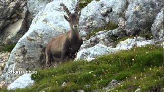 Escursione al Cimone di Montasio  Alpi Giulie [upl. by Dasa275]