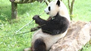 Le couple de pandas du zoo de Beauval [upl. by Tiffie500]