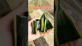 Snake Plant Propagation  garden indoorplants [upl. by Eedya805]