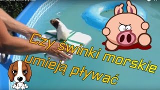 Czy świnka morska umie pływać [upl. by Livi]