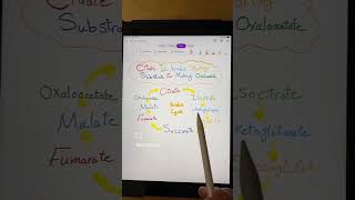 Memorize the krebs cycle in under 60 seconds 🧠 [upl. by Micro]