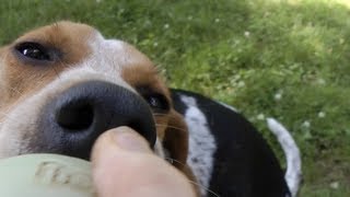 How to Train a Lazy Dog to Fetch Treeing Walker Coonhound [upl. by Alithea817]