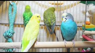 35 Hr Help Quiet Parakeets Sing by Playing This Budgies Chirping Help Depressed lonely sad Birds [upl. by Dao]