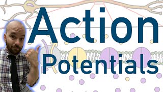 Action Potentials  Animated Explained Graphed [upl. by Asiled849]