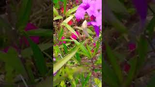 Ruellia tuberosa November flower shorts plants [upl. by Jurdi]