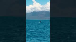 Hinchinbrook Island whales whale whales sailinglife travel island [upl. by Eloisa65]