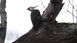 Pileated Woodpecker drumming [upl. by Saxet324]