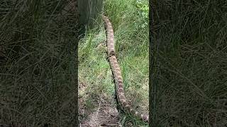 We discovered 8ft Bullsnake living in our yard🐍 animals nature snake wildlife [upl. by Seaton]