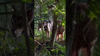 Perros 🐕 muy enojados ladrando cuidando una finca [upl. by Onitsuj65]