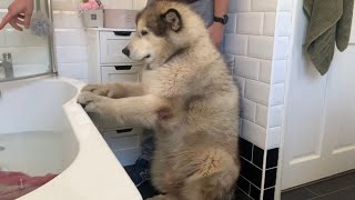 Giant Sulking Dog Hates Bath Time And Does Everything To Avoid It Cutest Doggo [upl. by Akyre]