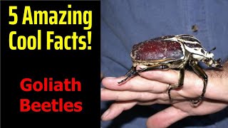 5 Fascinating Facts About Goliath Beetles [upl. by Kristal]