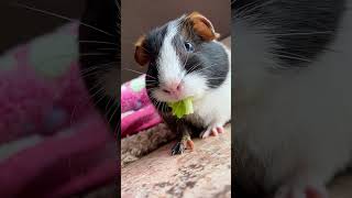 Adorable Guinea Pig Squeals With Joy While Having a Snack [upl. by Dnomra]