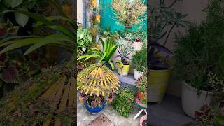 Winter season flowers full blooming 💐🤗plants gardenflowers viralvideo [upl. by Anytsirhc]