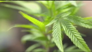 New marijuana law will soon take effect in Massachusetts [upl. by Bard]