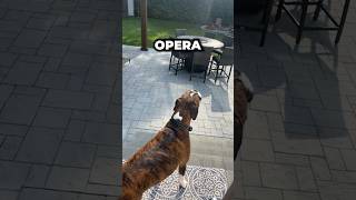 Georgie the Opera singing dog dog singingdog shorts [upl. by Eile]