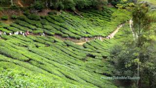 Cameron Highlands Malaysia 1080HD [upl. by Jenda]